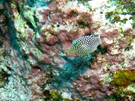 93  Spotted Toby IMG 2632